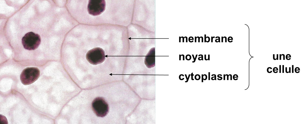 Quels sont les points communs entre les êtres vivants lorsqu’on les observe au microscope ?